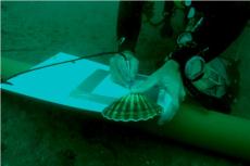 Scallop survey © Keith Hiscock